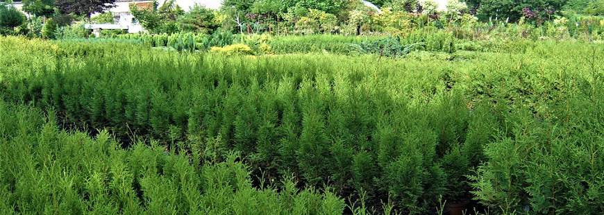 AT Sommerfeld Gospodarstwo szkółkarskie