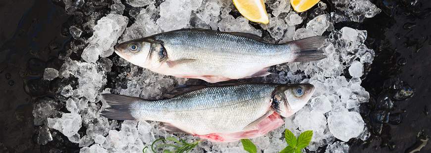 Trans-Mer Sp.j. Dystrybucja Ryb