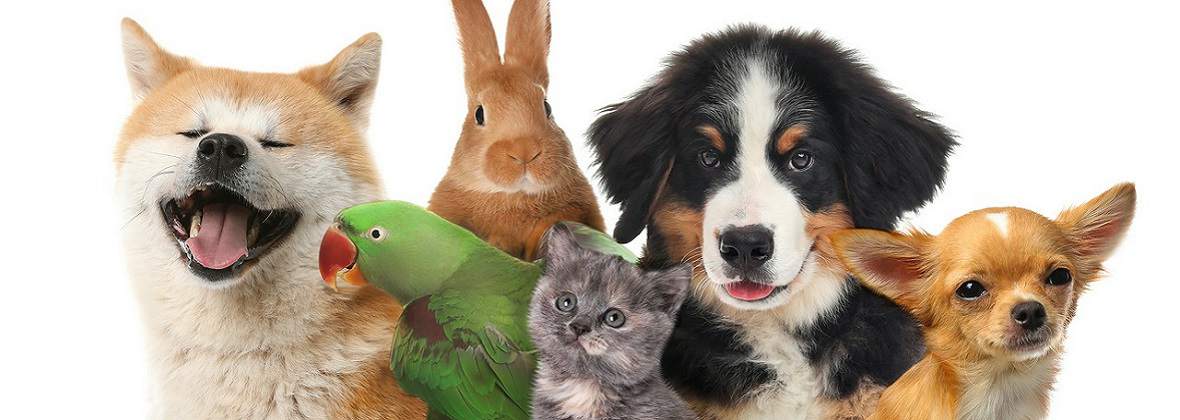 Gabinet weterynaryjny Marian Sierpatowski