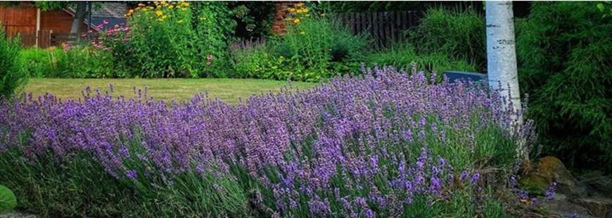 Bernard Jakubik Ogrody