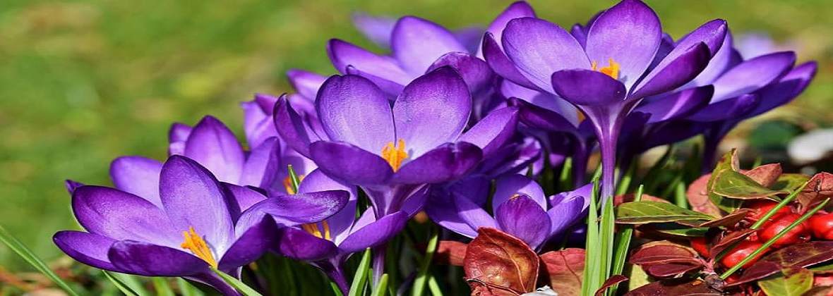 Agnieszka Kutyła Kwiaciarnia Salon kwiatów i upominków