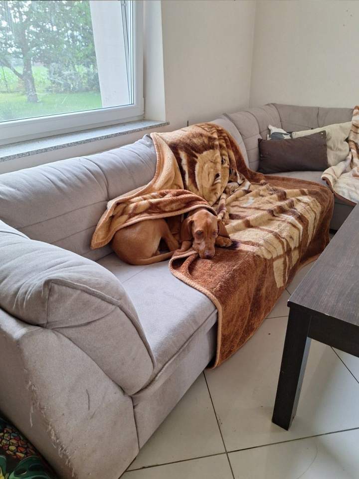 Hotele dla zwierząt