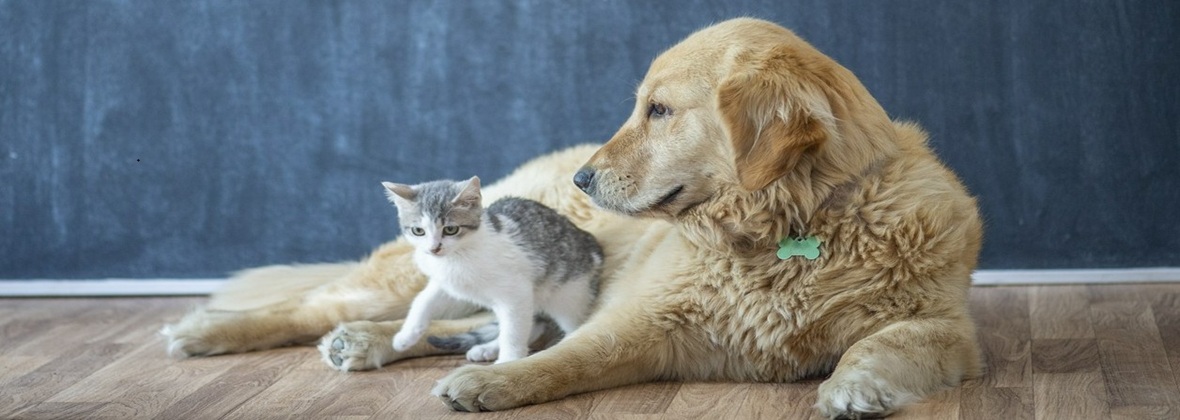 Na Słonecznej Gabinet Weterynaryjny Ireneusz Orłowski