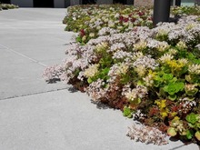 zielone ściany wewnętrzne