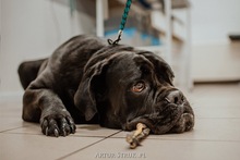 gabinet weterynaryjny, przychodnia weterynaryjna, weterynarz