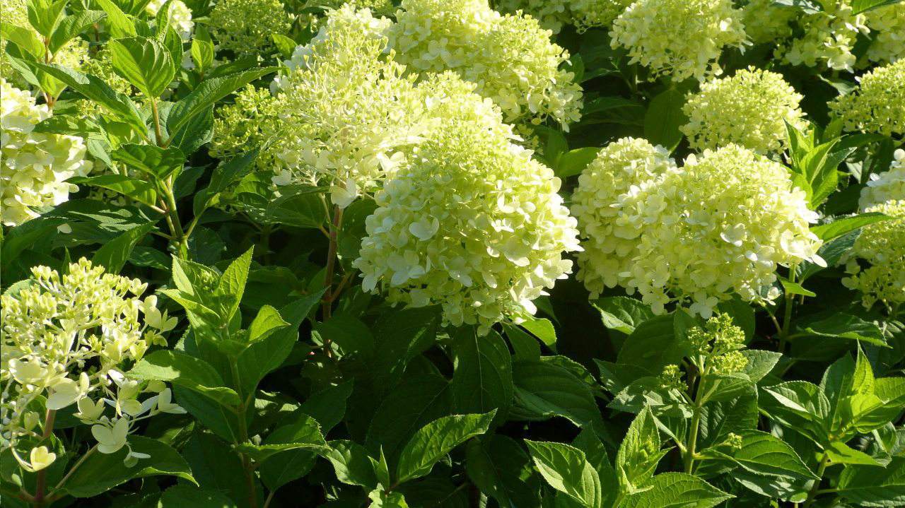 Produkcja roślin i nasion