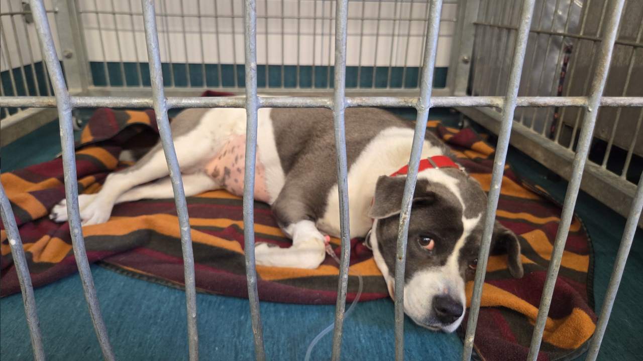 Babesia Canis - choroba odkleszczowa