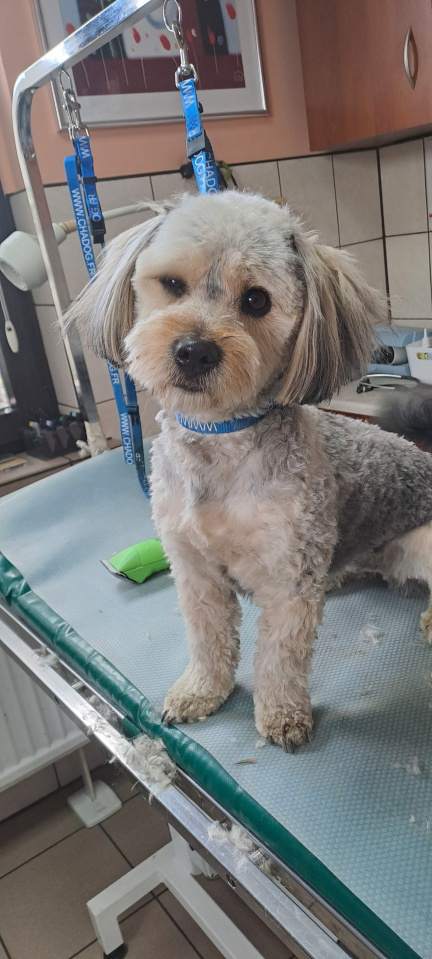 Przychodnia Weterynaryjna