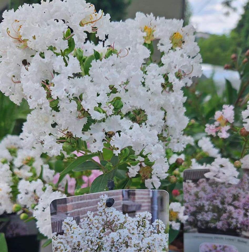 lagerstroemia indyjska