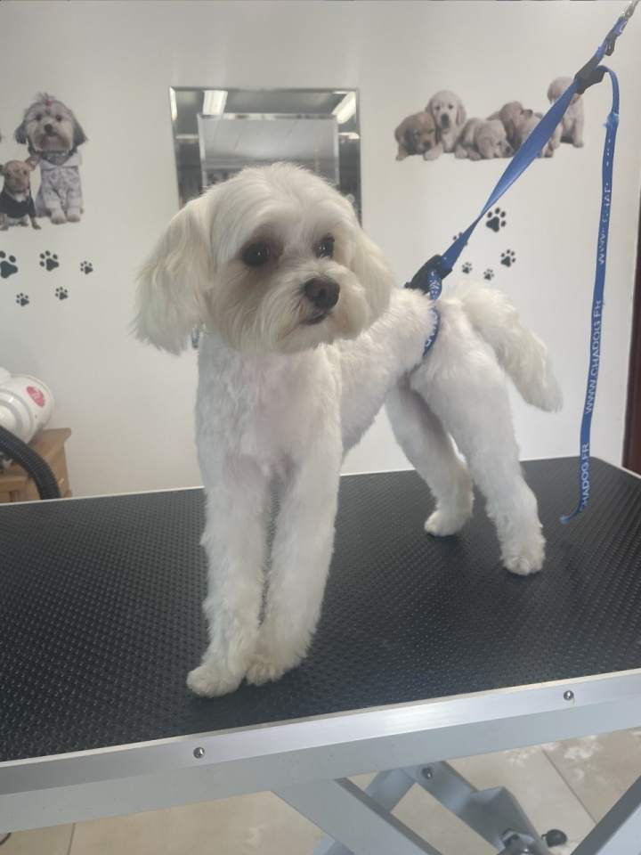 groomer krótkowłosy pies