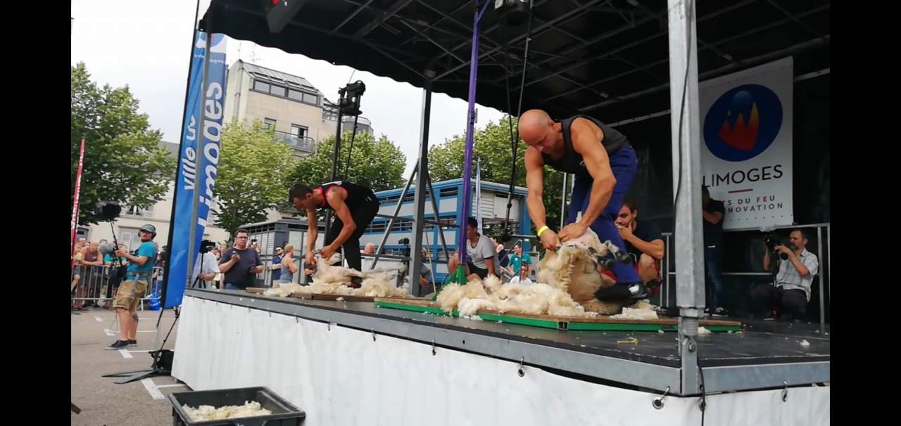 mistrzostwa świata w strzyżeniu owiec