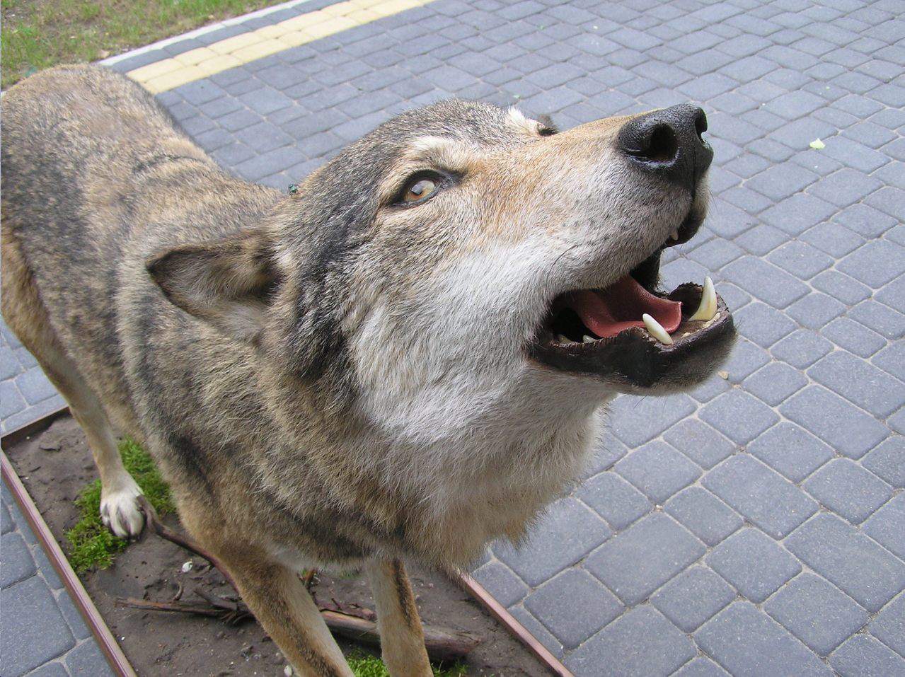 preparowanie zwierząt