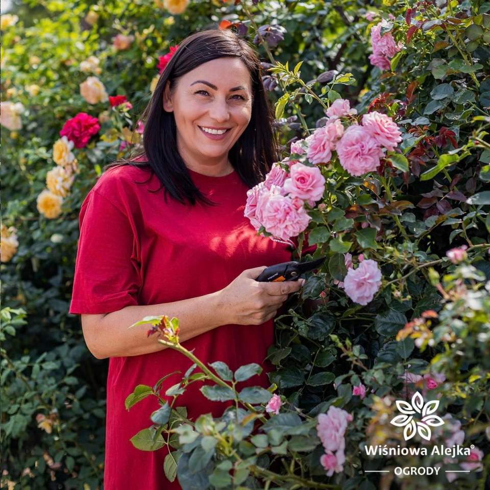 przycinanie róż