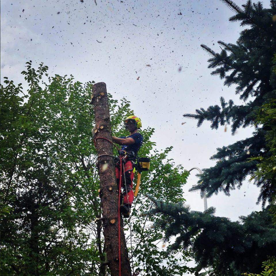 wycinka drzew, wycinka drzew metodą alpinistyczną