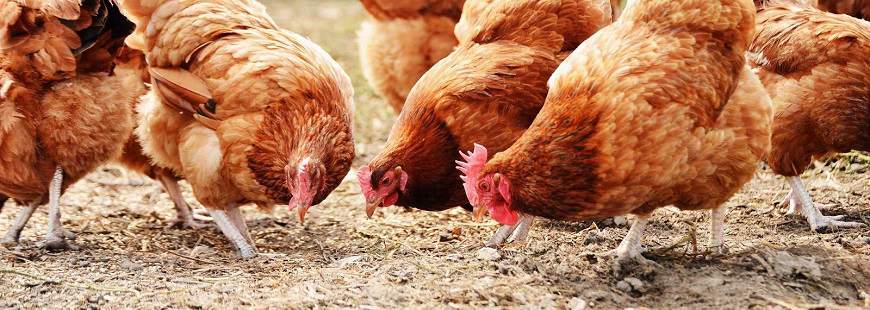 Hurtownia Drobiu Remix