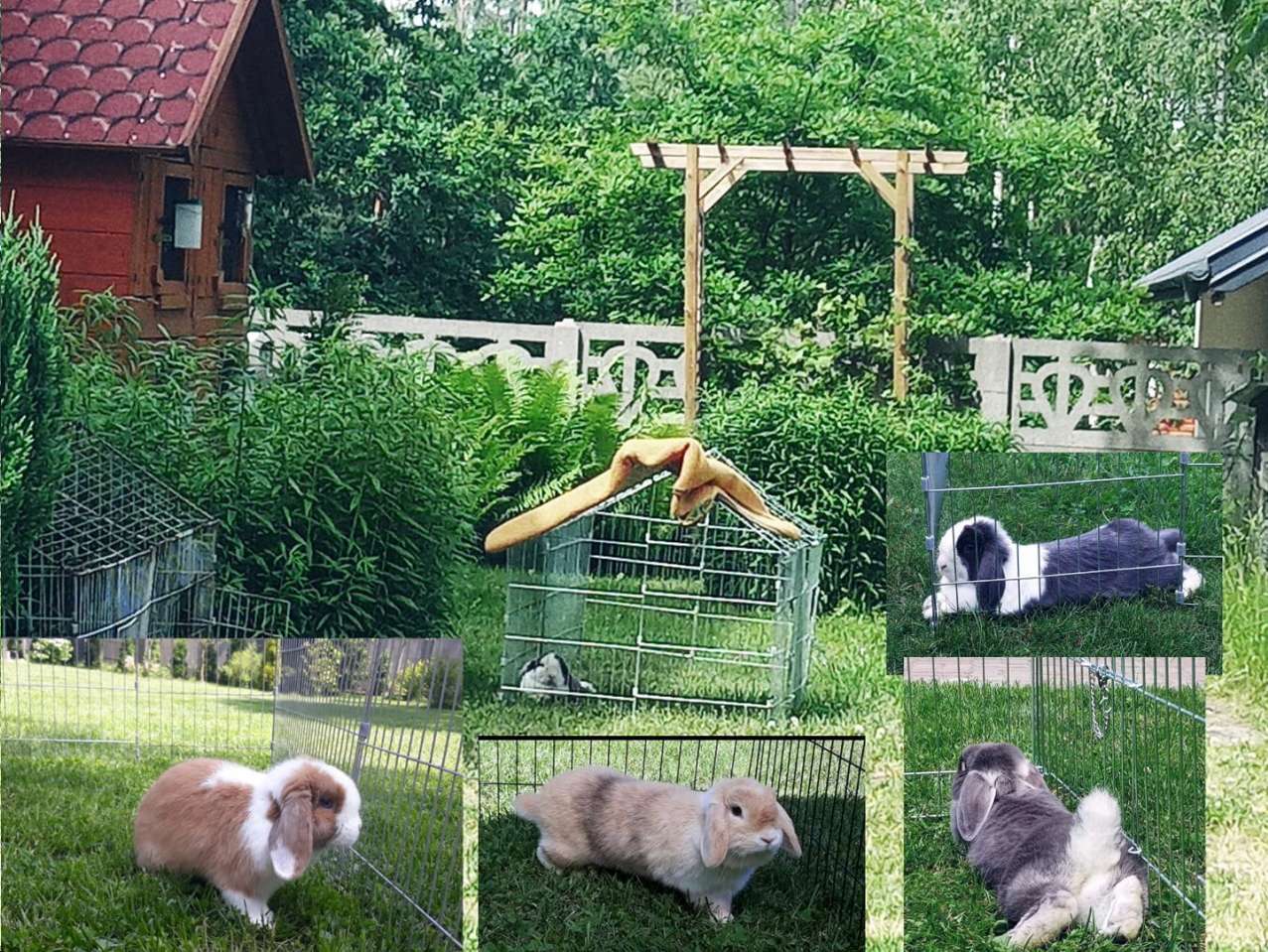 klatki dla królików