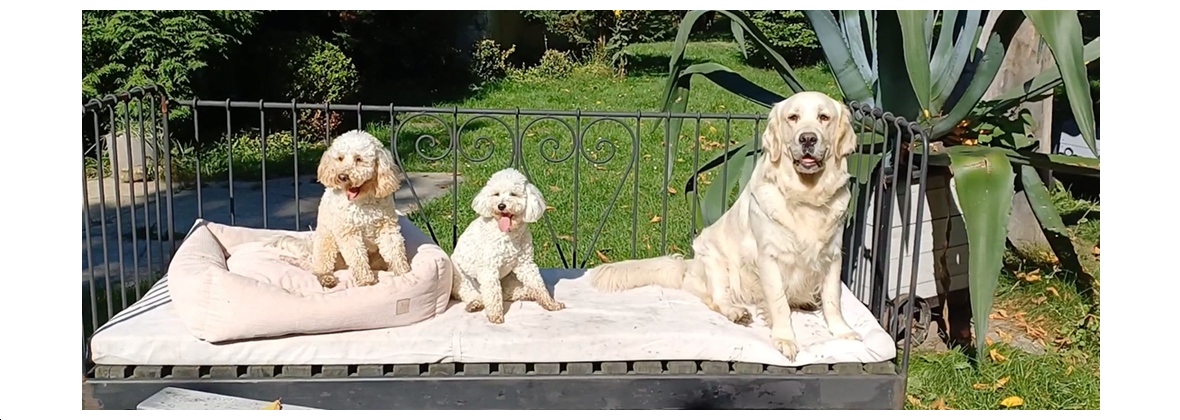 Dogóryłapami Katarzyna Jura