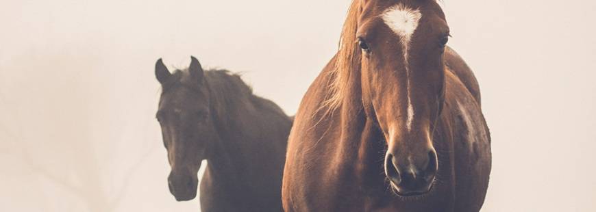 Terapia Koni - lek. wet. Katarzyna Przybył