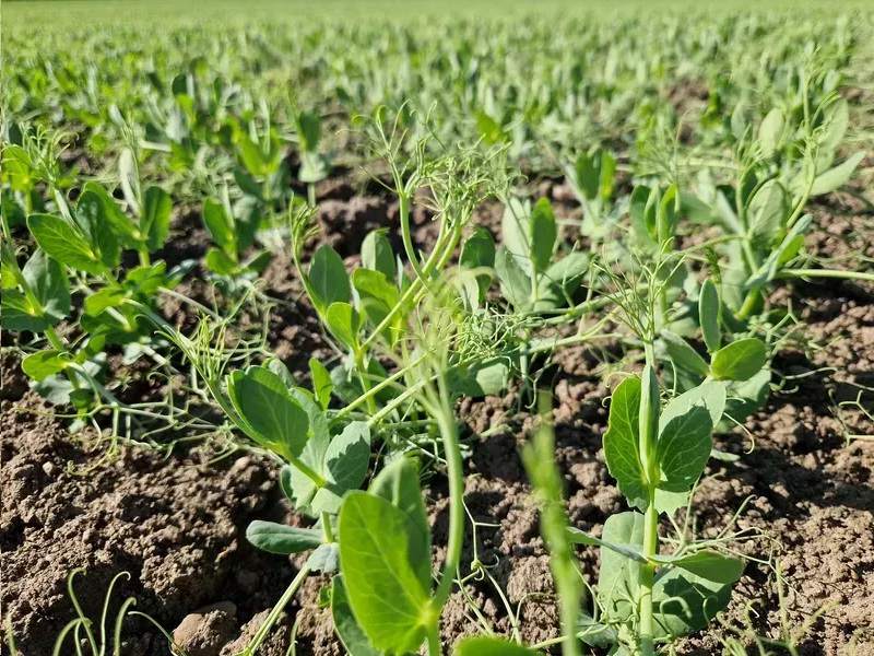 Artur Barczak Gospodarstwo rolne