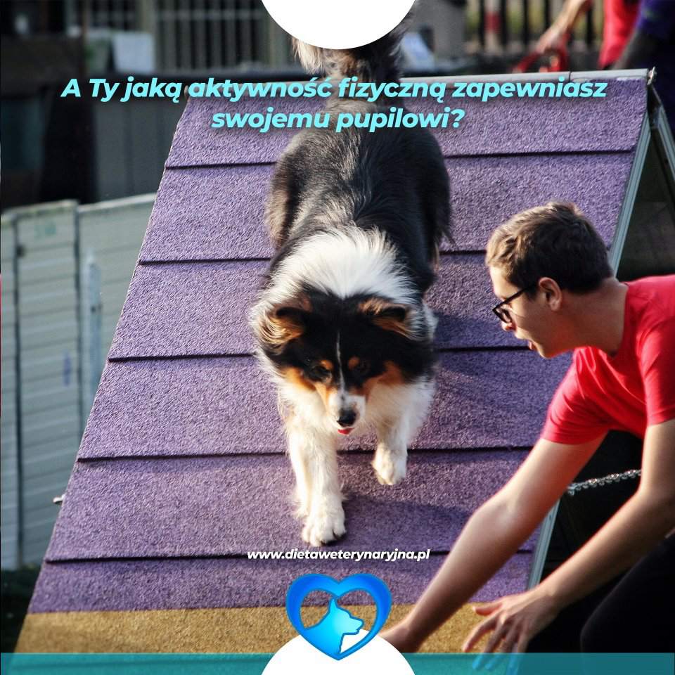 dieta dla psów, dieta dla kotów, konsultacje żywieniowe dla psa