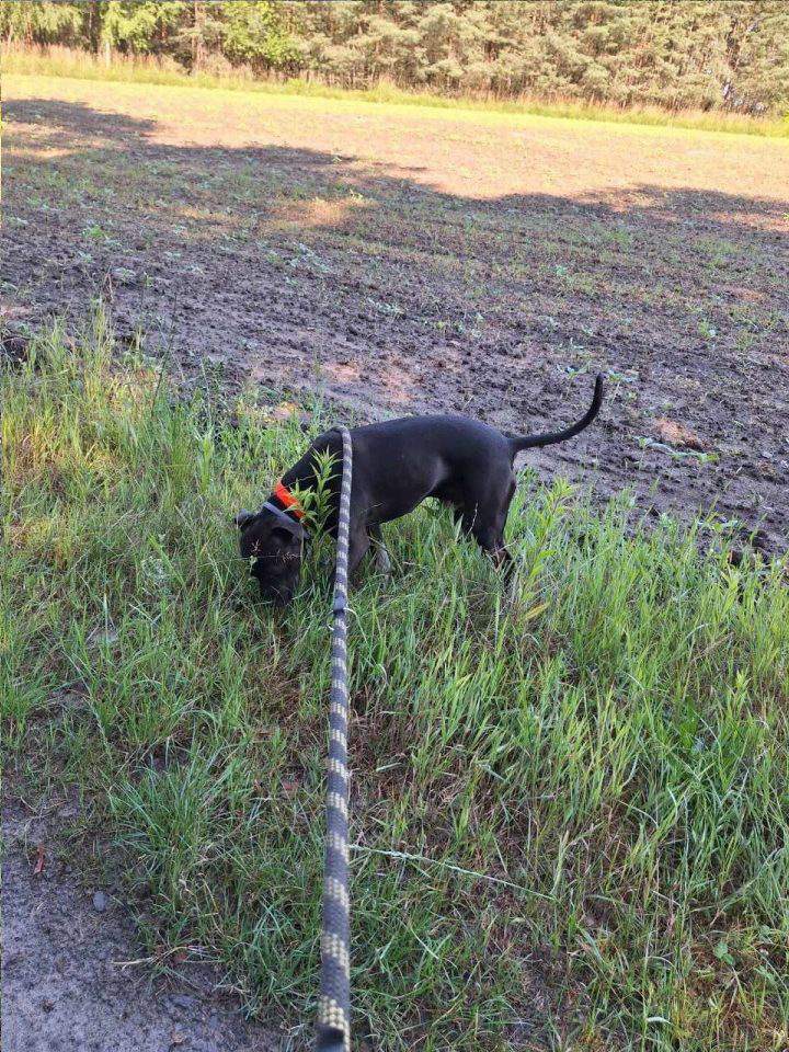 Hotele dla zwierząt