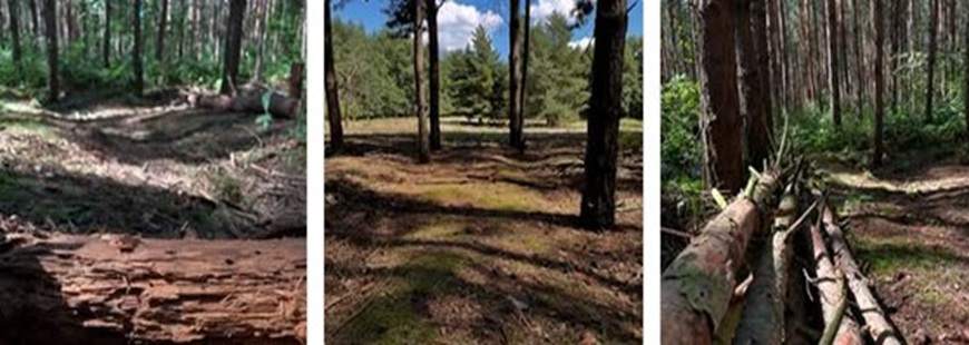 Pan Leśnik Dariusz Bogusz