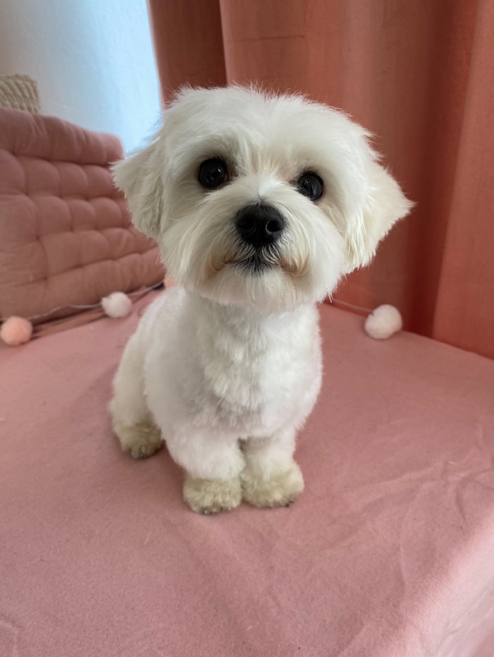 Groomer