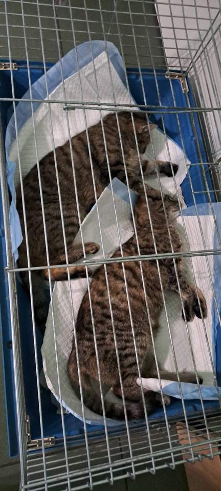 Przychodnia Weterynaryjna