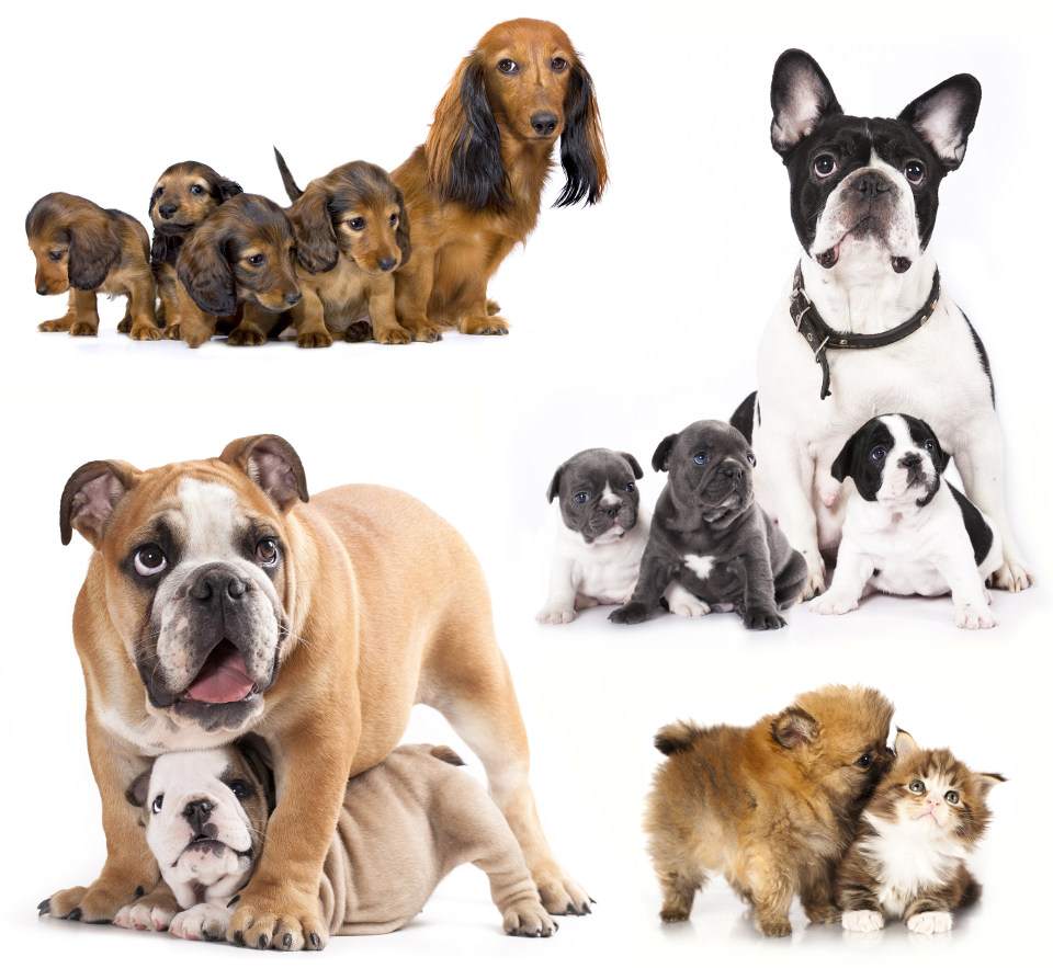 gabinety weterynaryjne