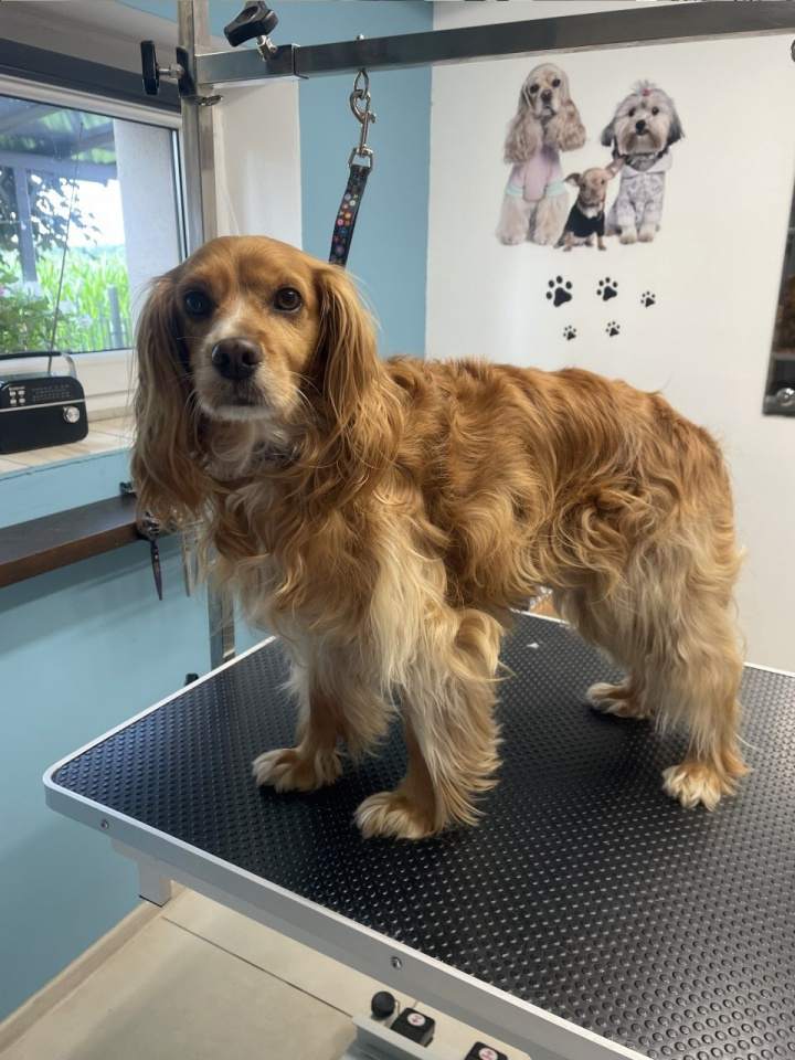 groomer długowłosy pies