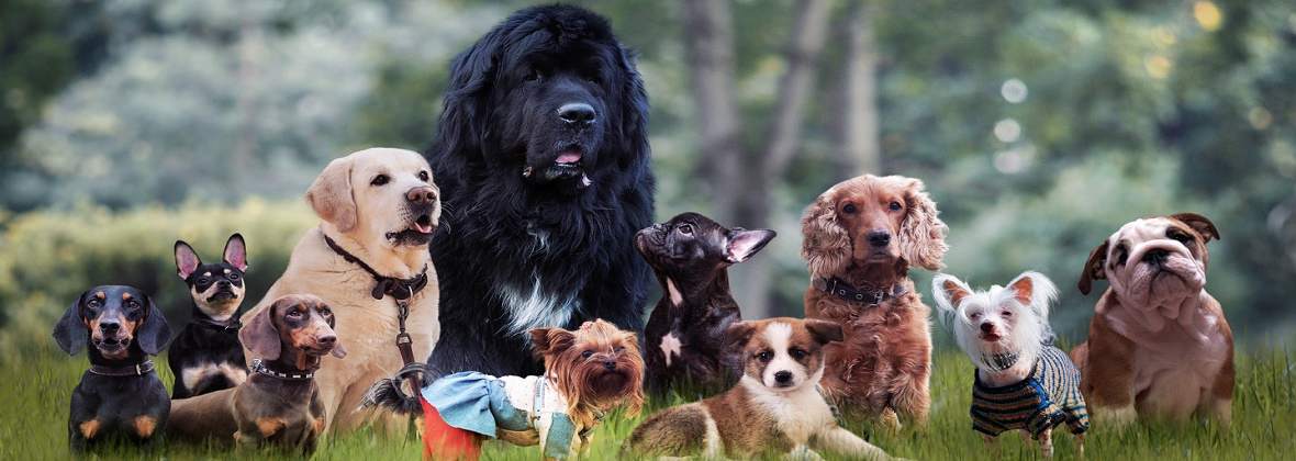 AS Przychodnia weterynaryjna Dariusz Białoń