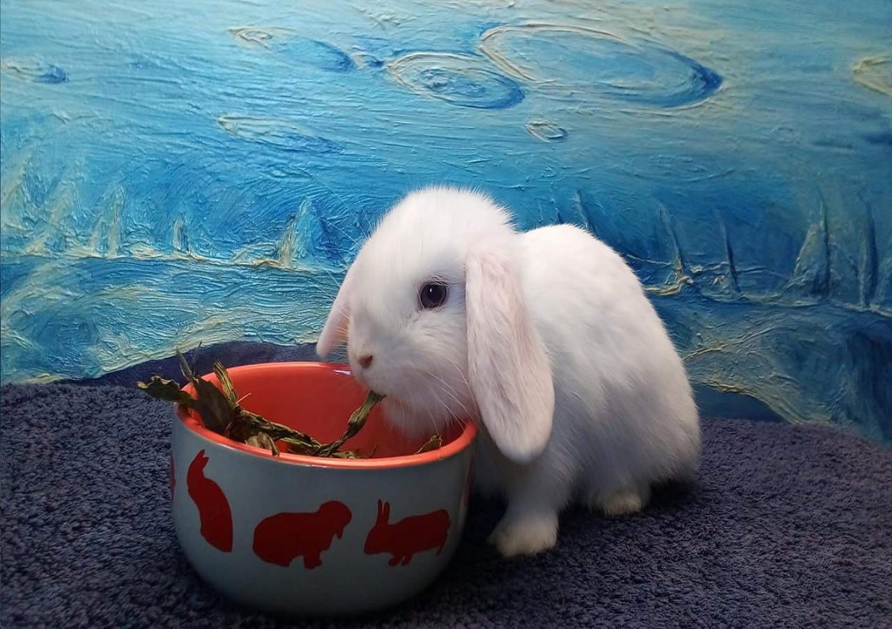 miski, pokarm dla króliczków