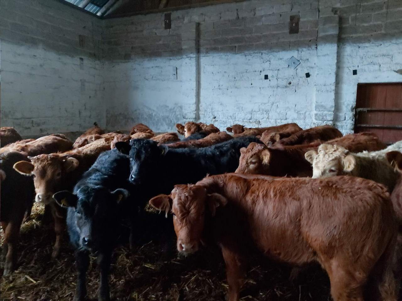 sprzedaż bydła młodego