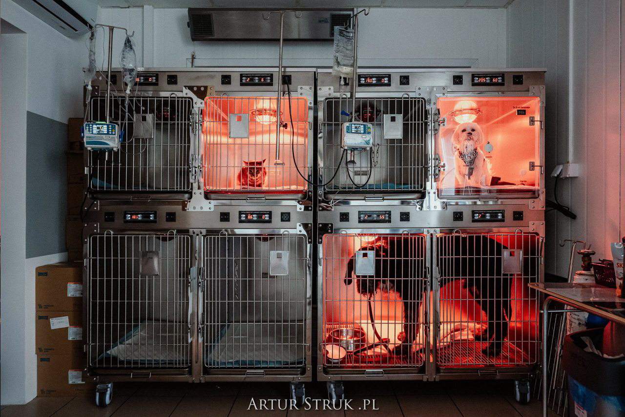 gabinet weterynaryjny, przychodnia weterynaryjna, weterynarz