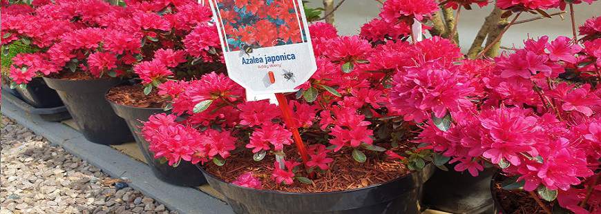 Pinus Centrum ogrodnicze Agnieszka Wójtowicz