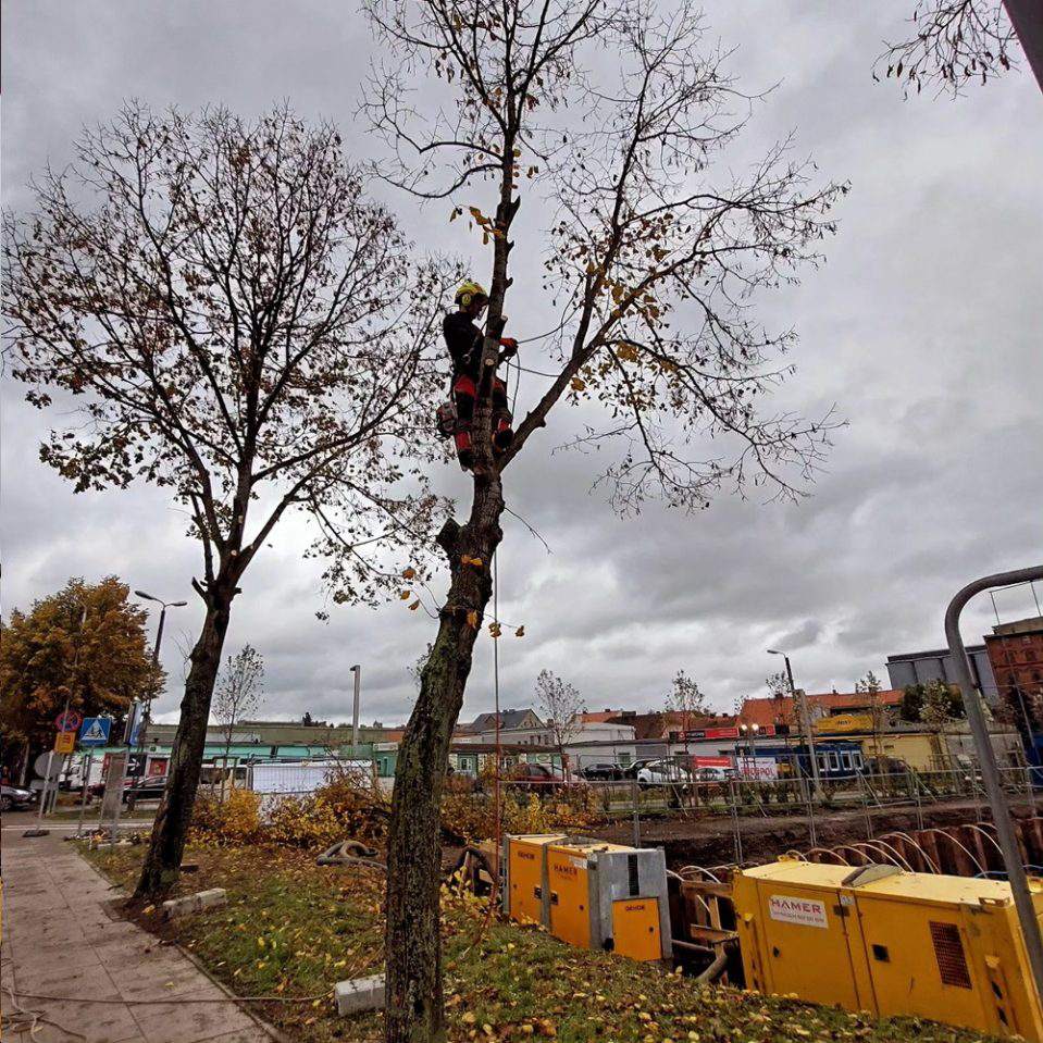 wycinka drzew, wycinka drzew metodą alpinistyczną