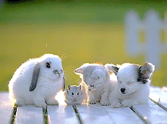 akcesoria dla zwierząt