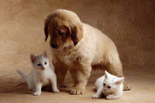 lecznica weterynaryjna