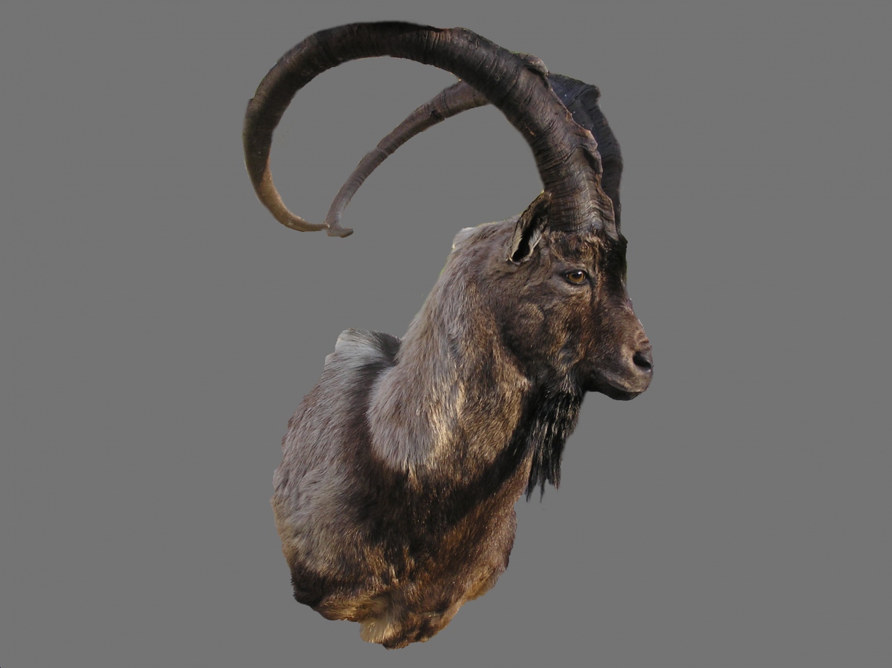 wypychanie zwierząt