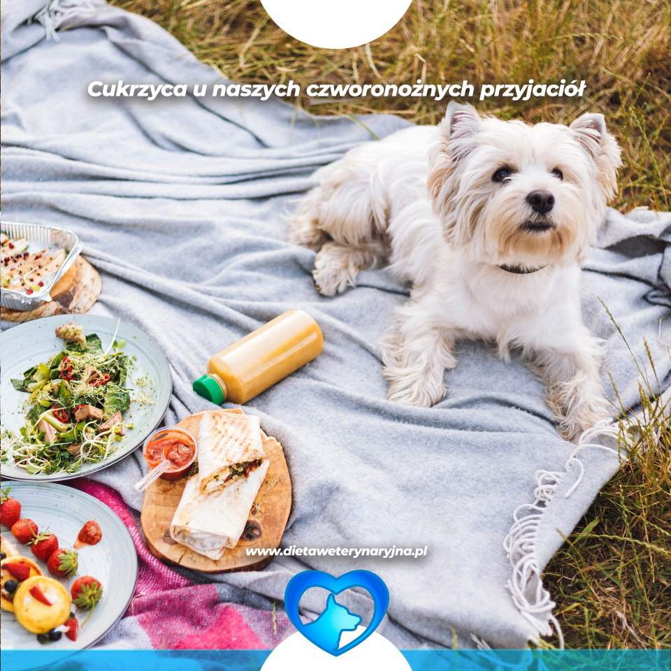 dieta dla psów, dieta dla kotów, konsultacje żywieniowe dla psa