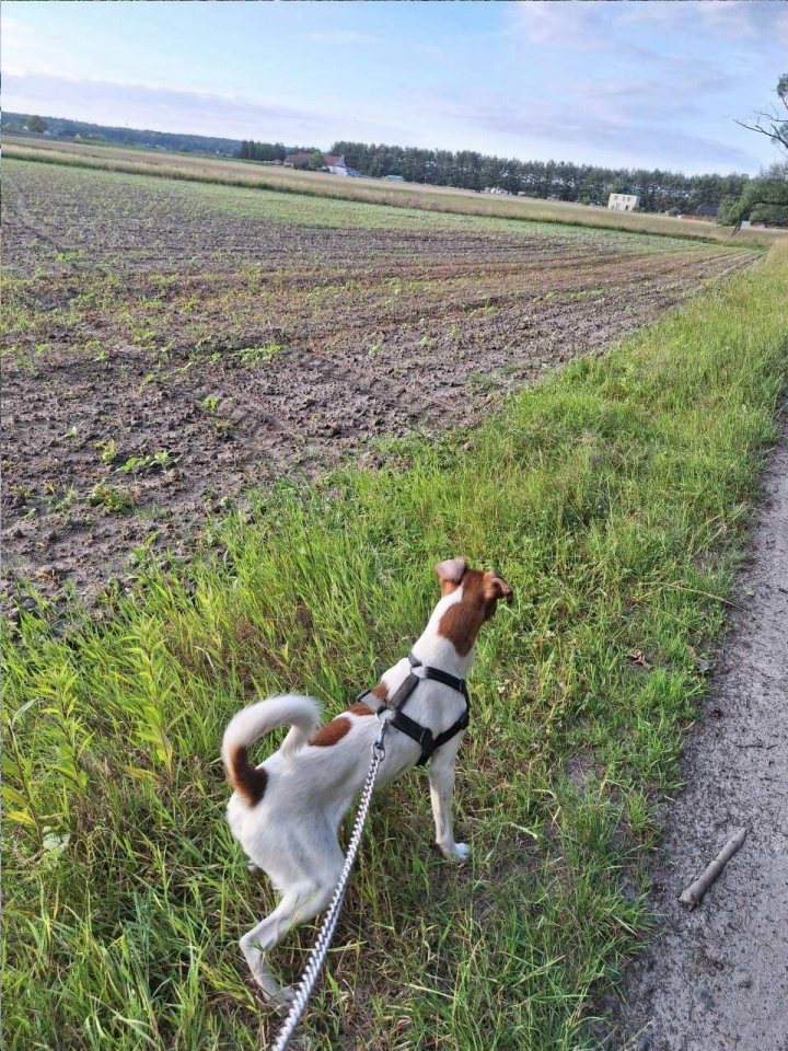 Hotele dla zwierząt