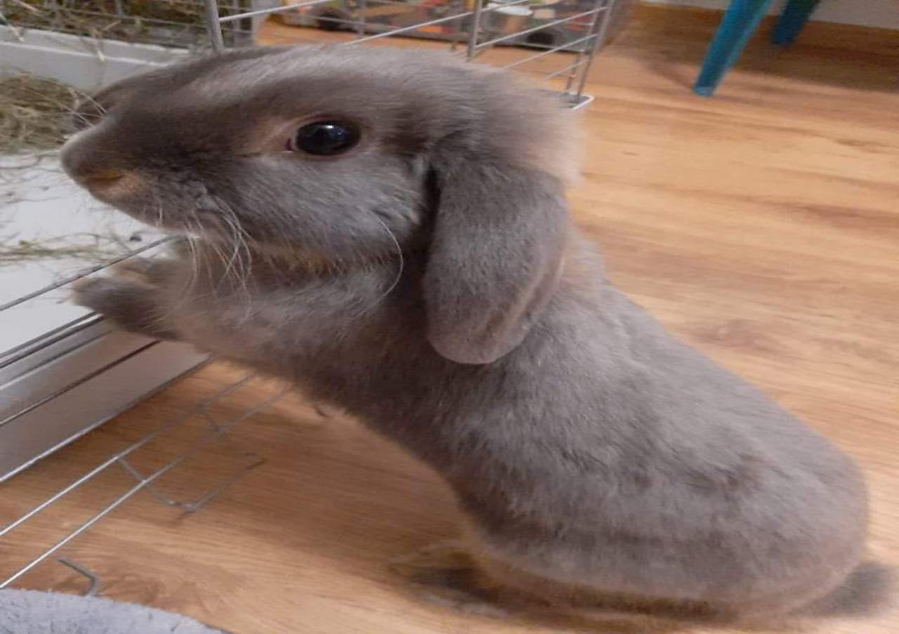 króliczek miniaturowy szary