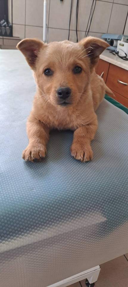 Przychodnia Weterynaryjna