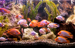 karmy suche dla zwierząt