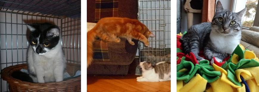 Hotel dla kotów Malutki