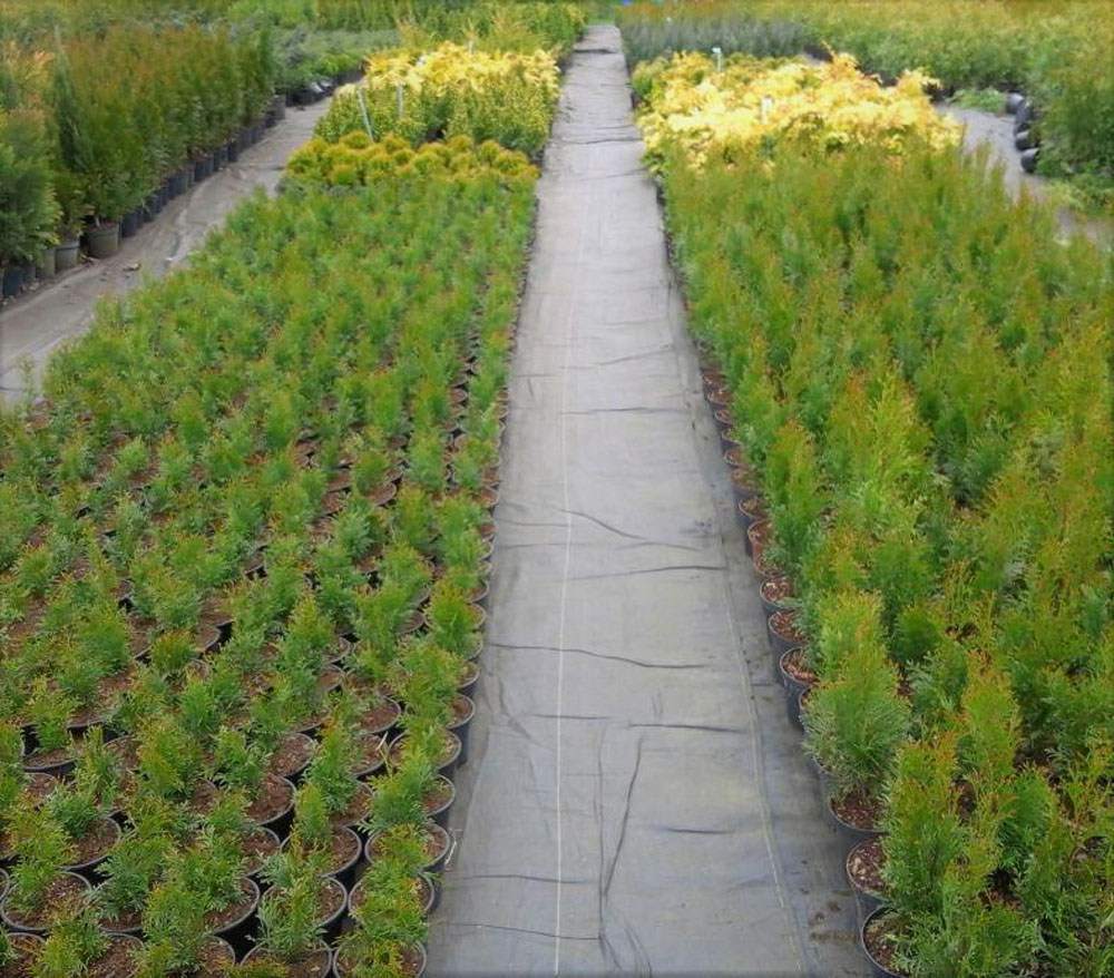 rośliny na żywopłoty