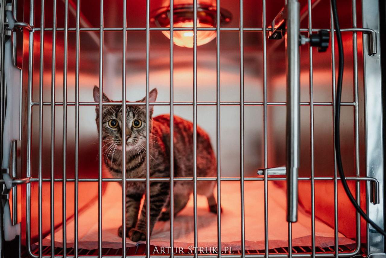 gabinet weterynaryjny, przychodnia weterynaryjna, weterynarz