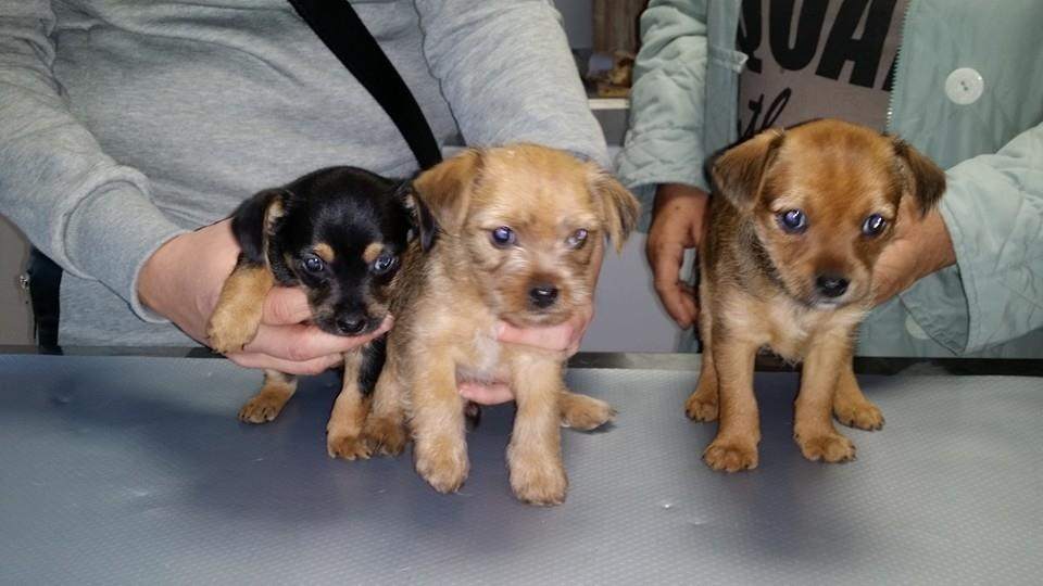 pogotowie weterynaryjne