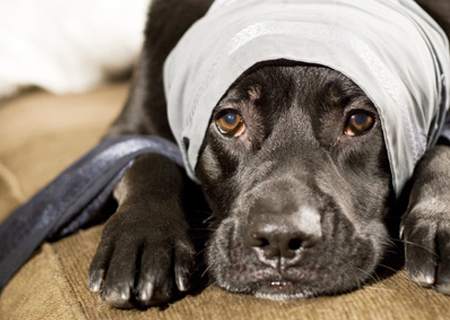 Lecznice weterynaryjne