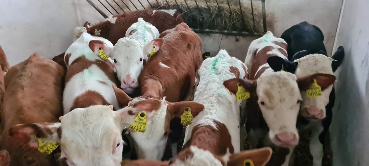 młode bydło opasowe sprzedaż